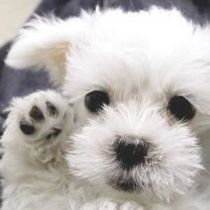 Meet your Posher, Buster